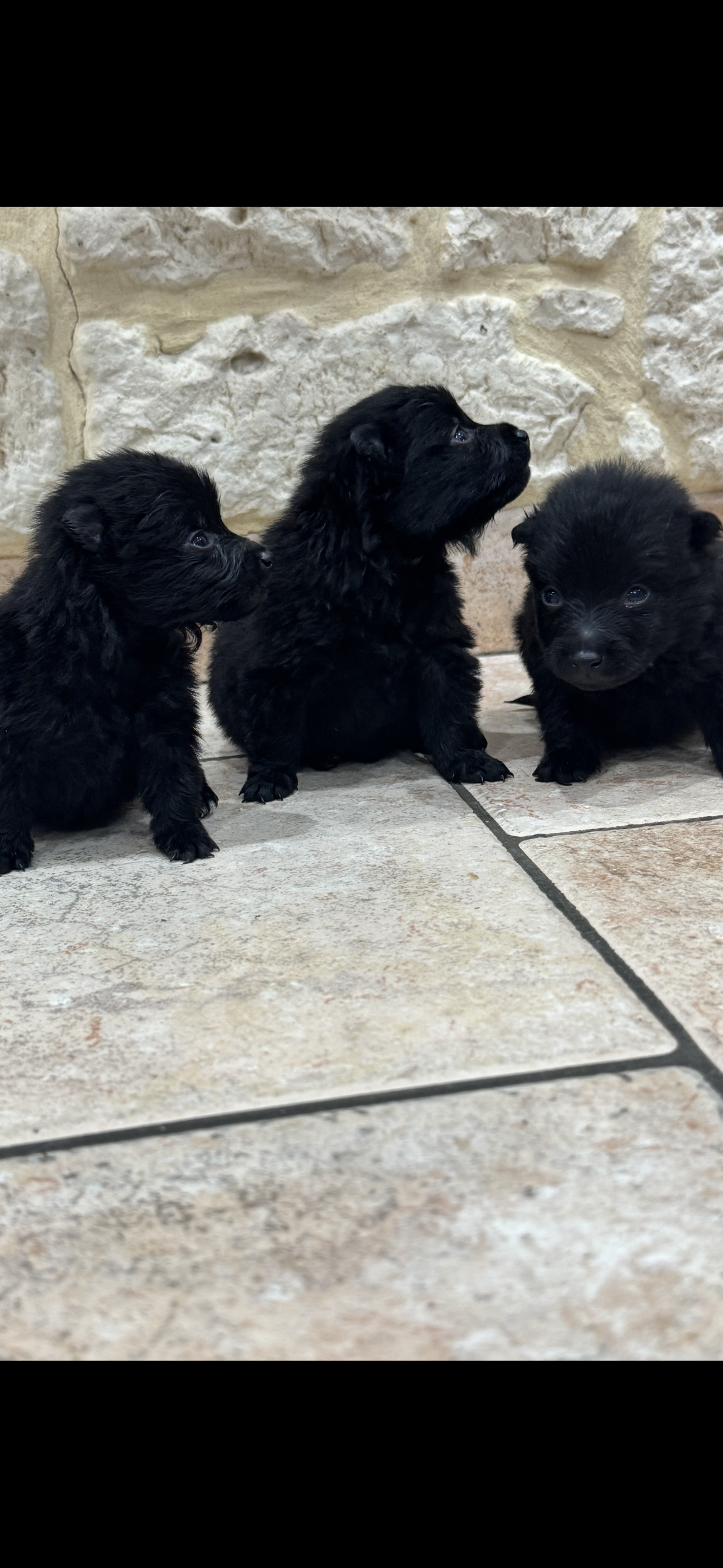 a réserver dès maintenant chiots schipperke lof ( 1 mâle et 2 femelles ) nés le 17 novembre 2025