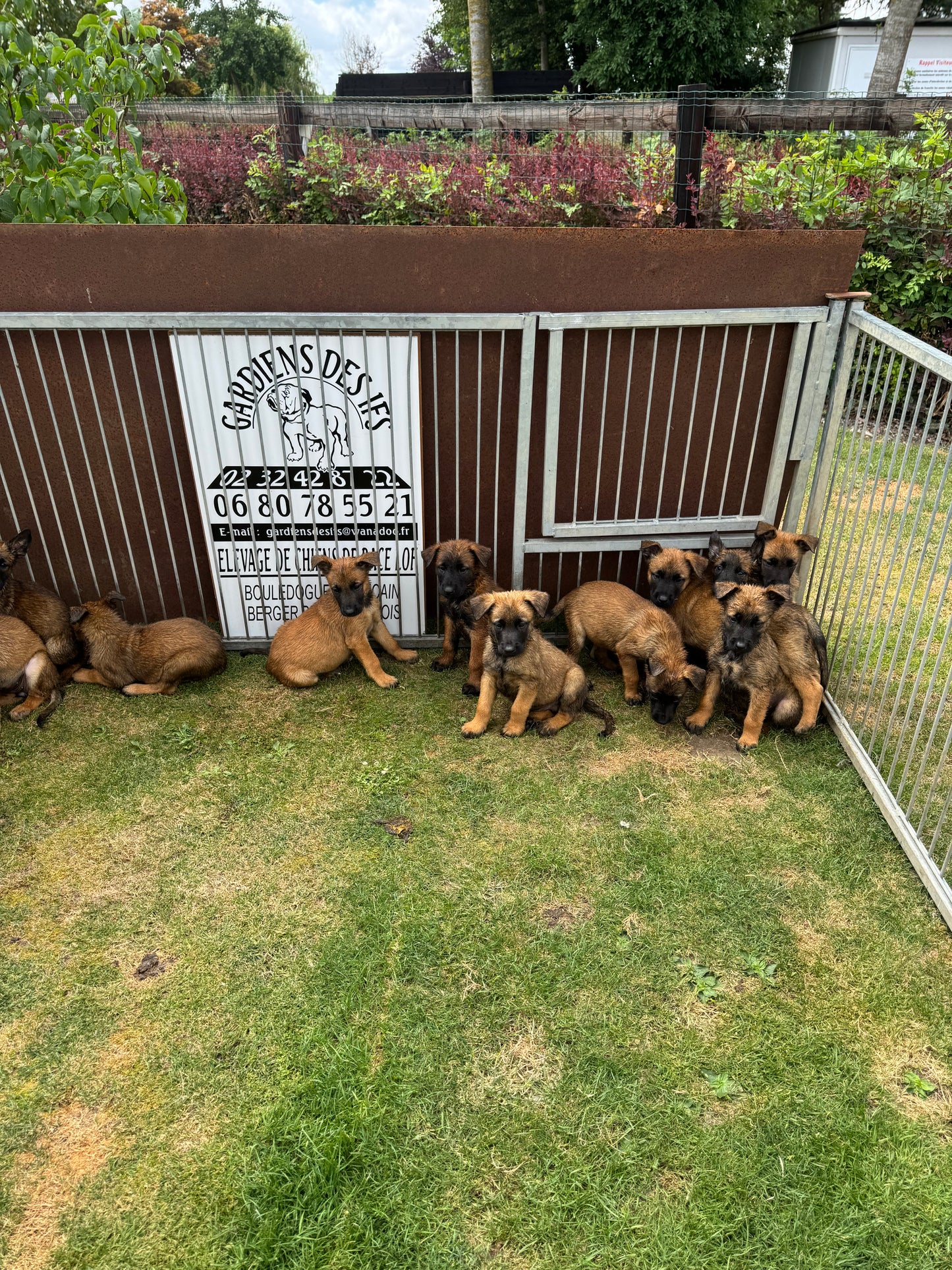 a reserver chiots Berger Belge malinois LOF nes le 12 05 2026