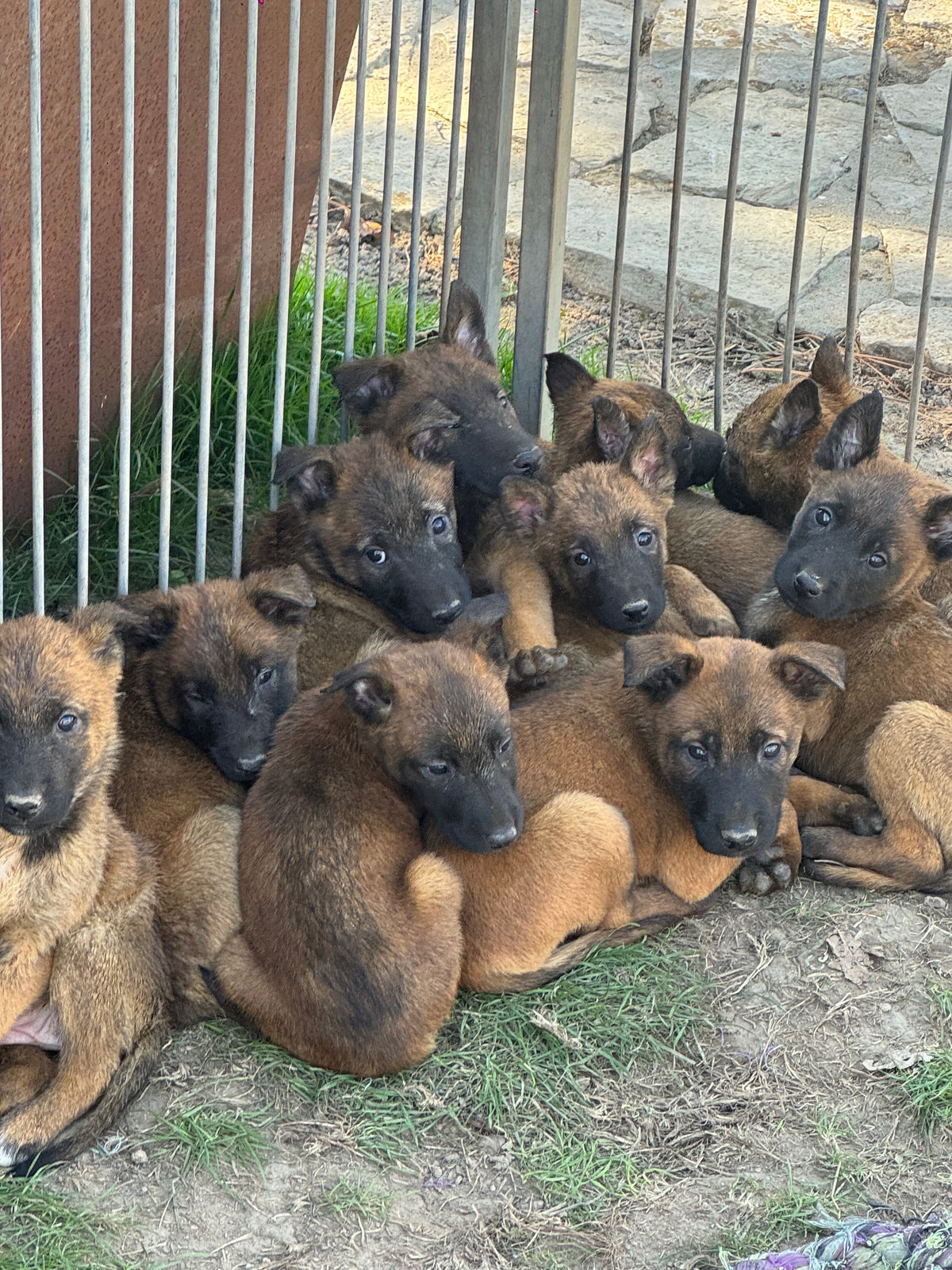 a réserver chiots Berger Belge malinois (4 mâles et 7 femelles) nes le 04 aout 2026