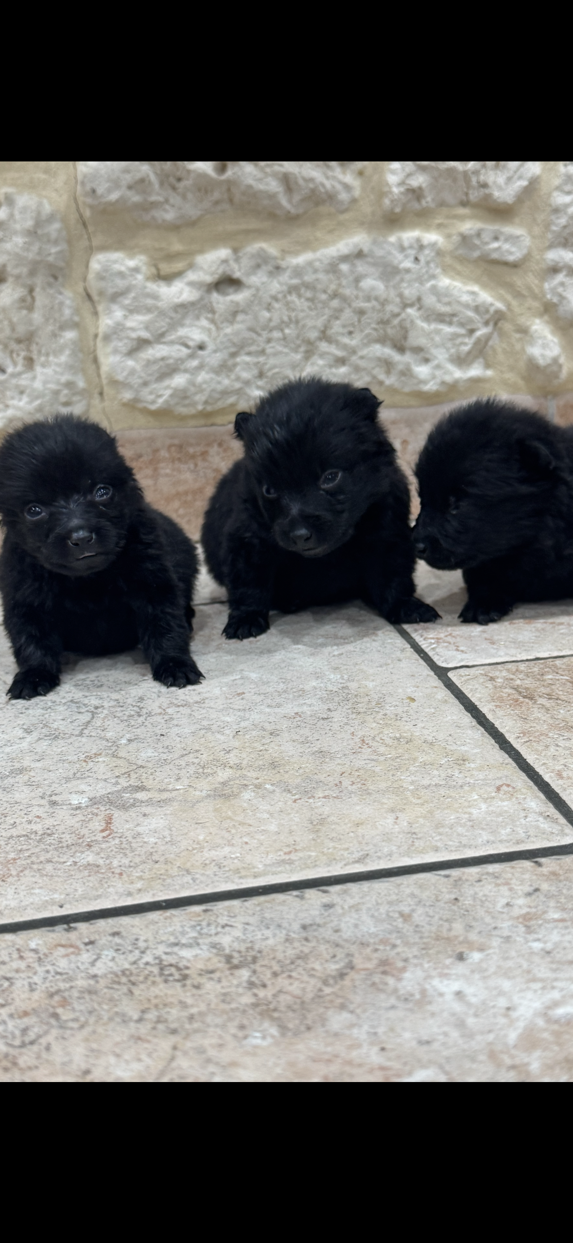 a réserver dès maintenant chiots schipperke lof ( 1 mâle et 2 femelles ) nés le 17 novembre 2025