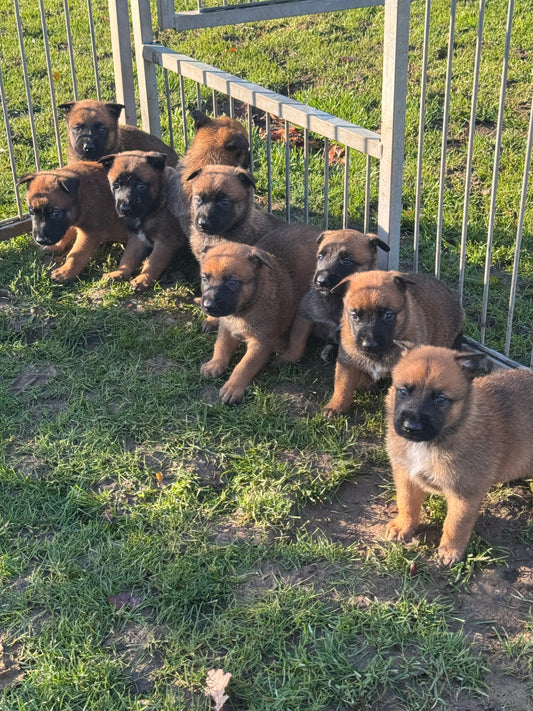 a reserver chiots Berger Belge malinois LOF