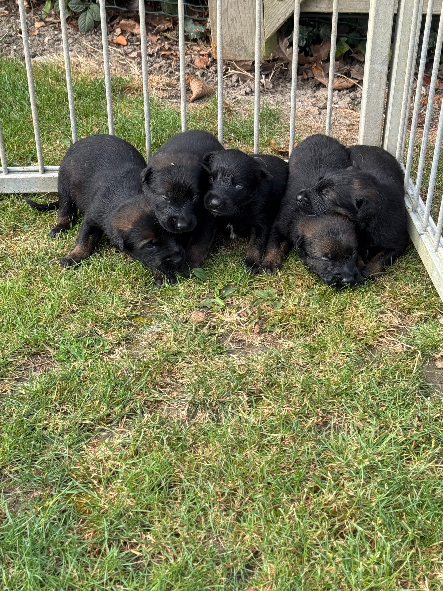 a reserver chiots Berger Belge malinois LOF