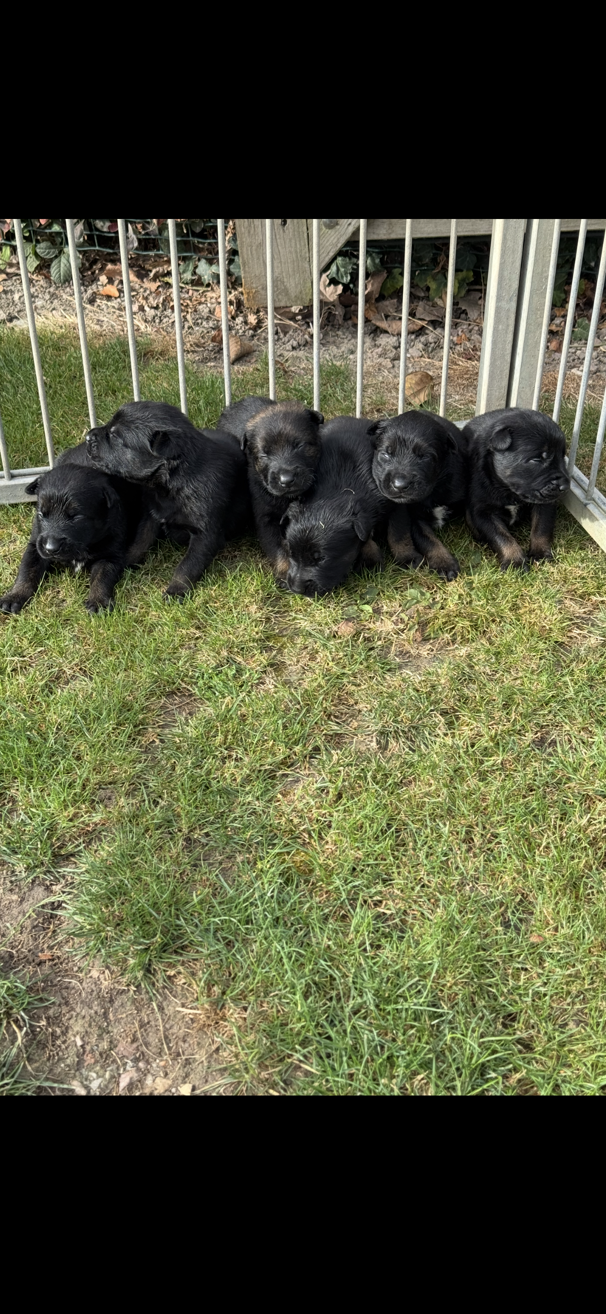 a reserver chiots Berger Belge malinois LOF