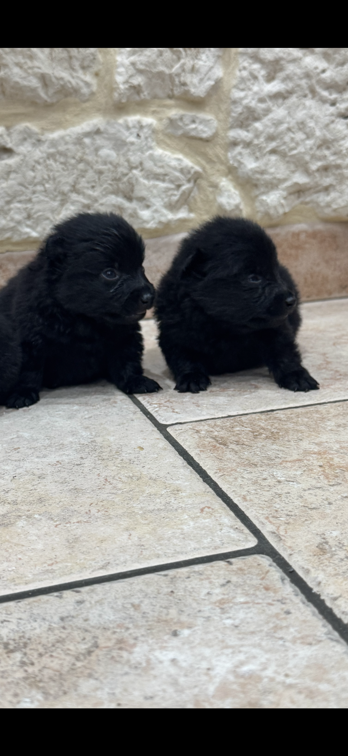 a réserver dès maintenant chiots schipperke lof ( 1 mâle et 2 femelles ) nés le 17 novembre 2025