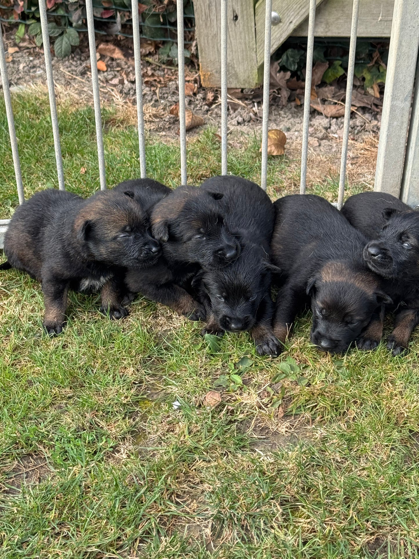 a reserver chiots Berger Belge malinois LOF