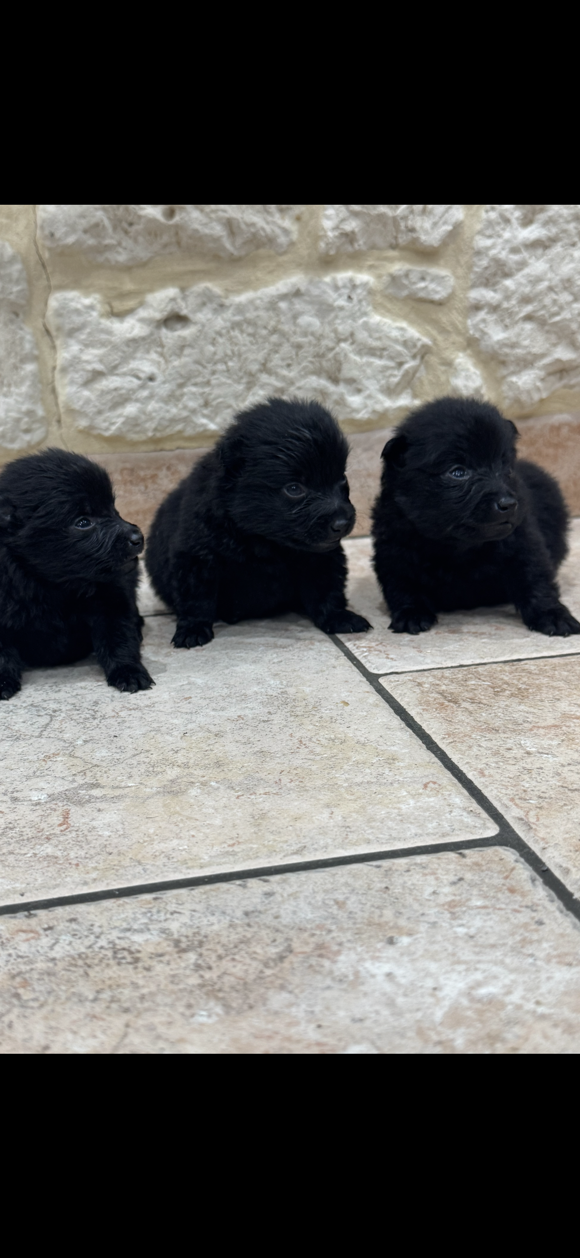 a réserver dès maintenant chiots schipperke lof ( 1 mâle et 2 femelles ) nés le 17 novembre 2025