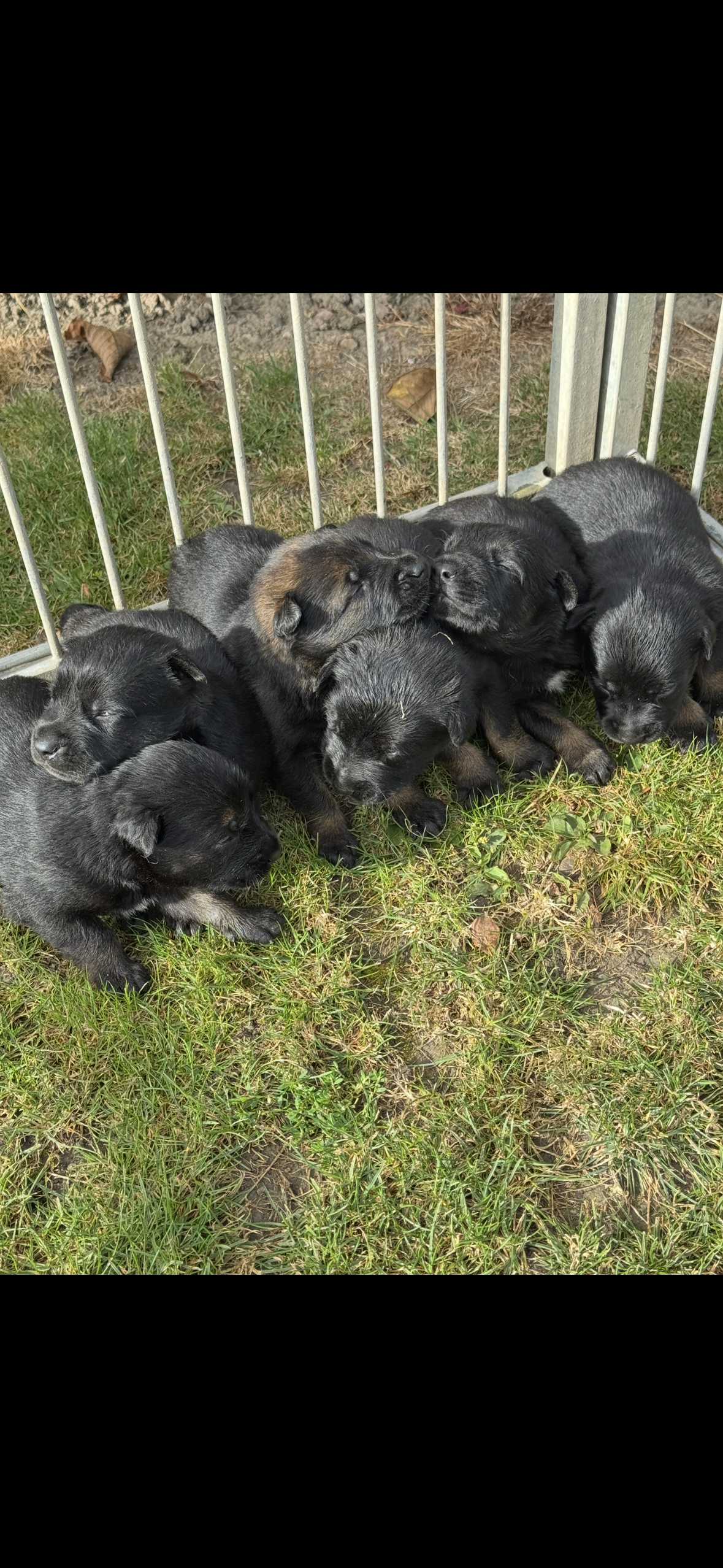 a reserver chiots Berger Belge malinois LOF