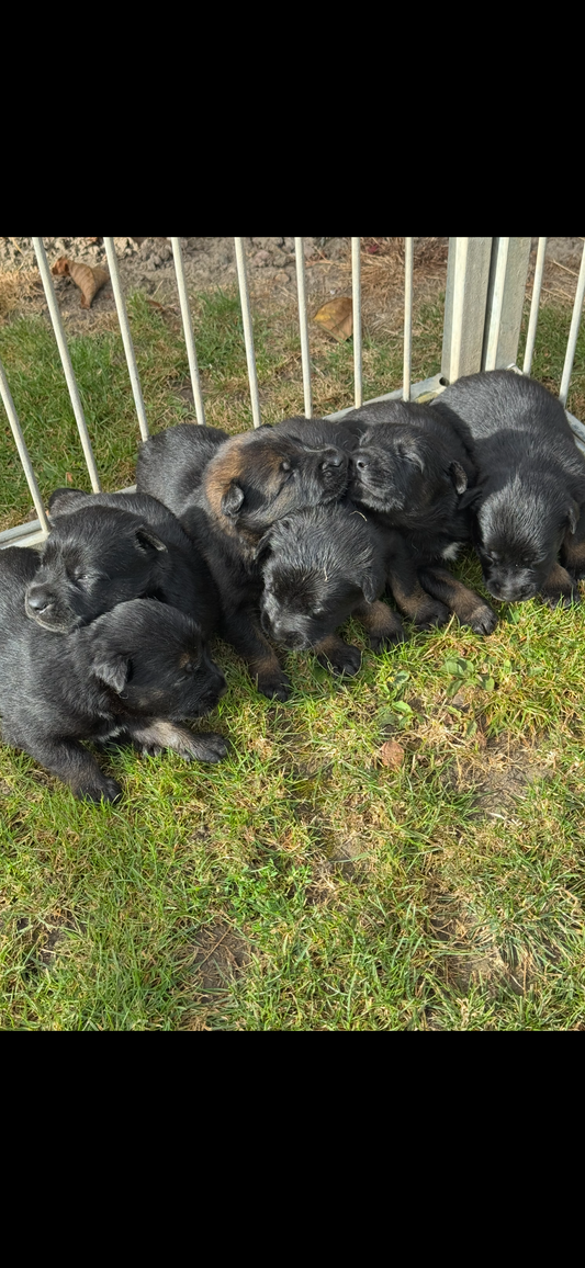 a reserver chiots Berger Belge malinois LOF