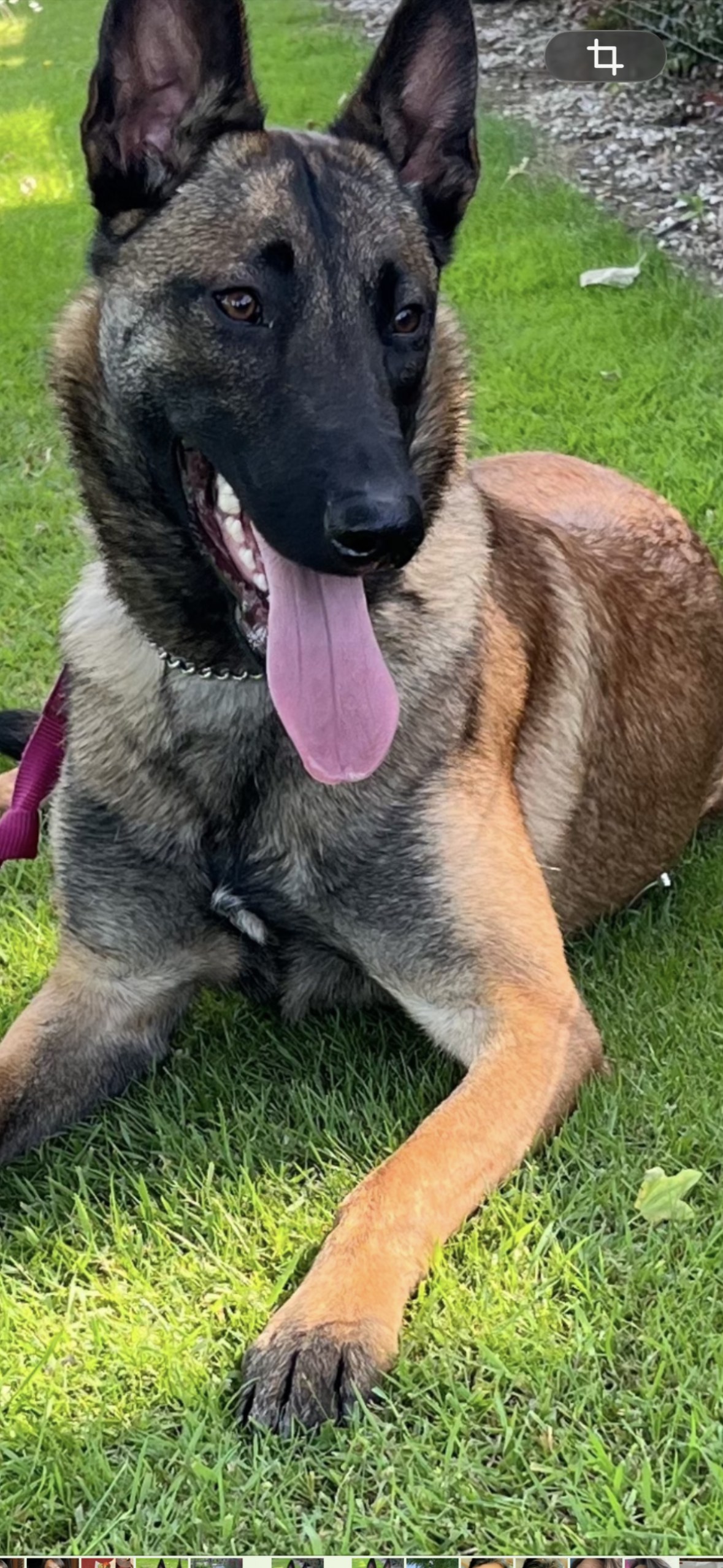 a reserver chiots Berger Belge malinois LOF nes  le 12 05 2026