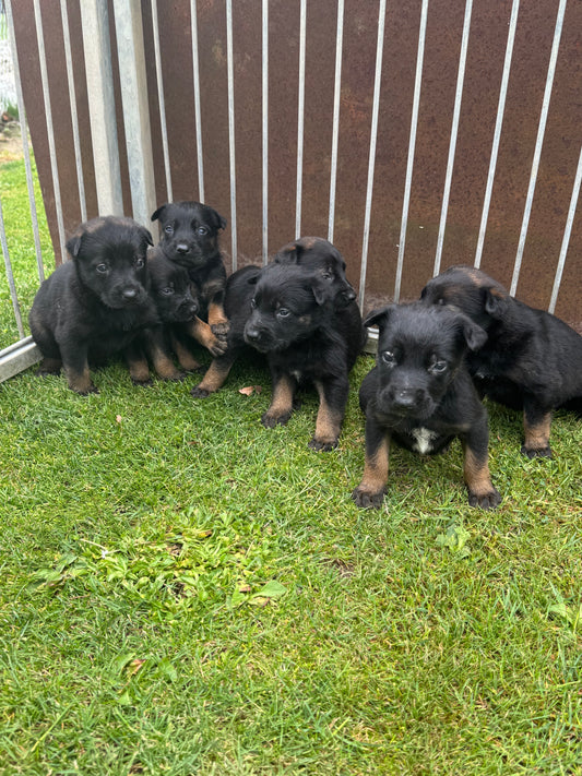 a réserver chiots Berger Belge malinois (3 mâles et 7 femelles) nes le 16 mai 2026