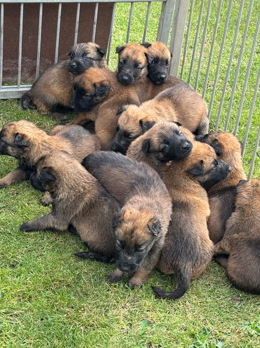 a reserver chiots Berger Belge malinois LOF nes  le 12 05 2026