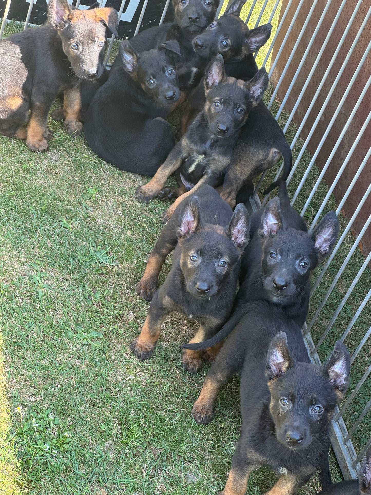 a réserver chiots Berger Belge malinois (3 mâles et 7 femelles) nes le 16 mai 2026