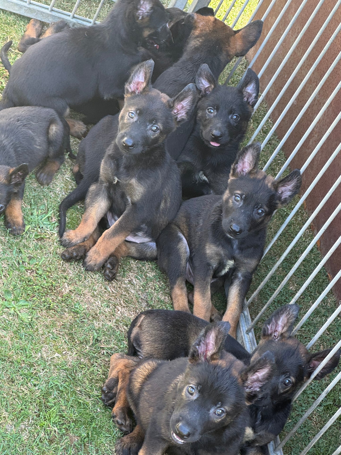 a réserver chiots Berger Belge malinois (3 mâles et 7 femelles) nes le 16 mai 2026