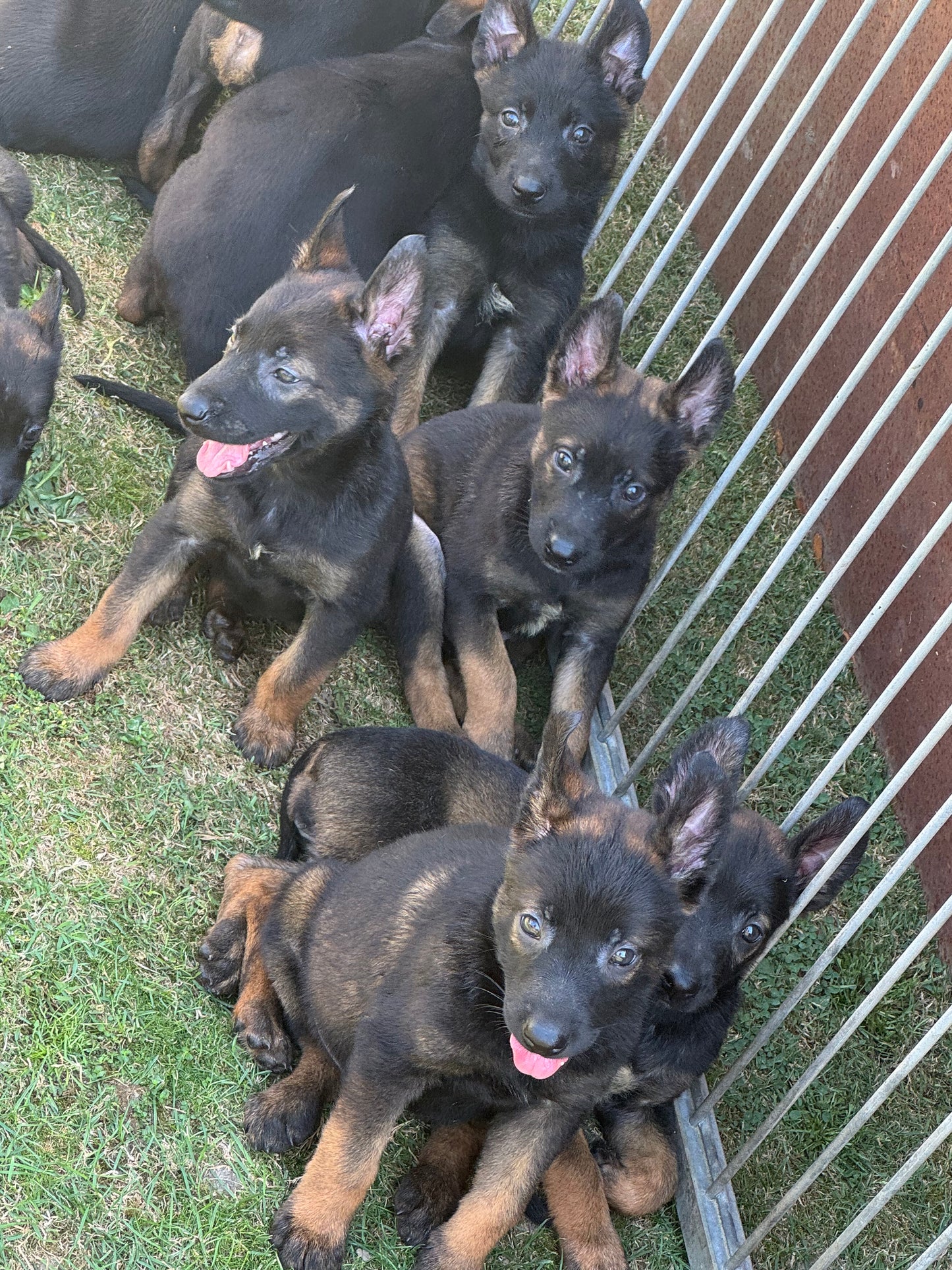 a réserver chiots Berger Belge malinois (3 mâles et 7 femelles) nes le 16 mai 2026