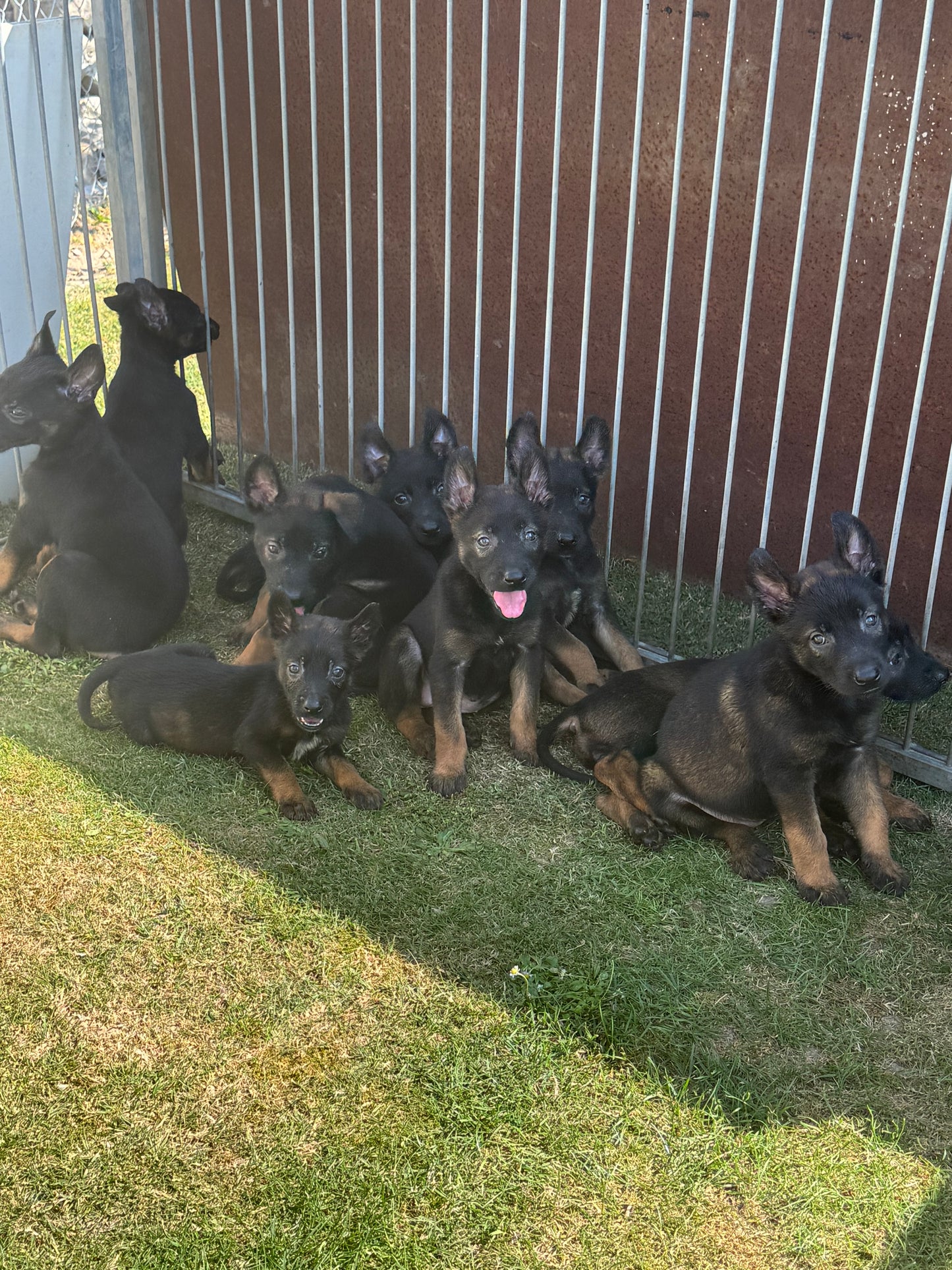 a réserver chiots Berger Belge malinois (3 mâles et 7 femelles) nes le 16 mai 2026