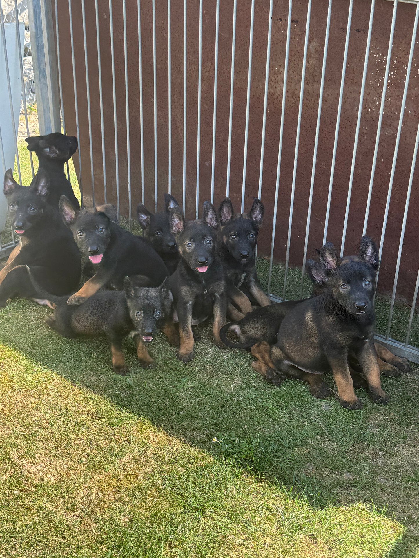 a réserver chiots Berger Belge malinois (3 mâles et 7 femelles) nes le 16 mai 2026
