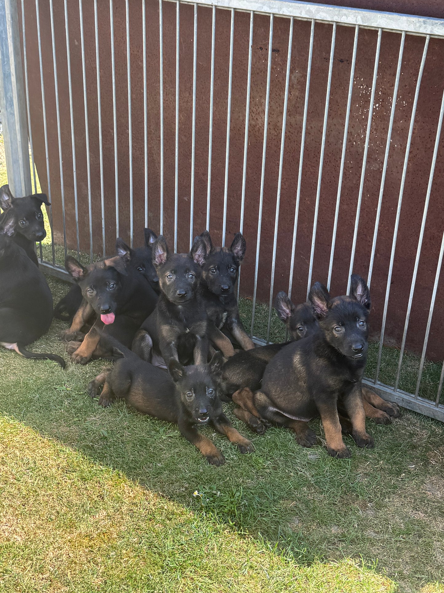 a réserver chiots Berger Belge malinois (3 mâles et 7 femelles) nes le 16 mai 2026