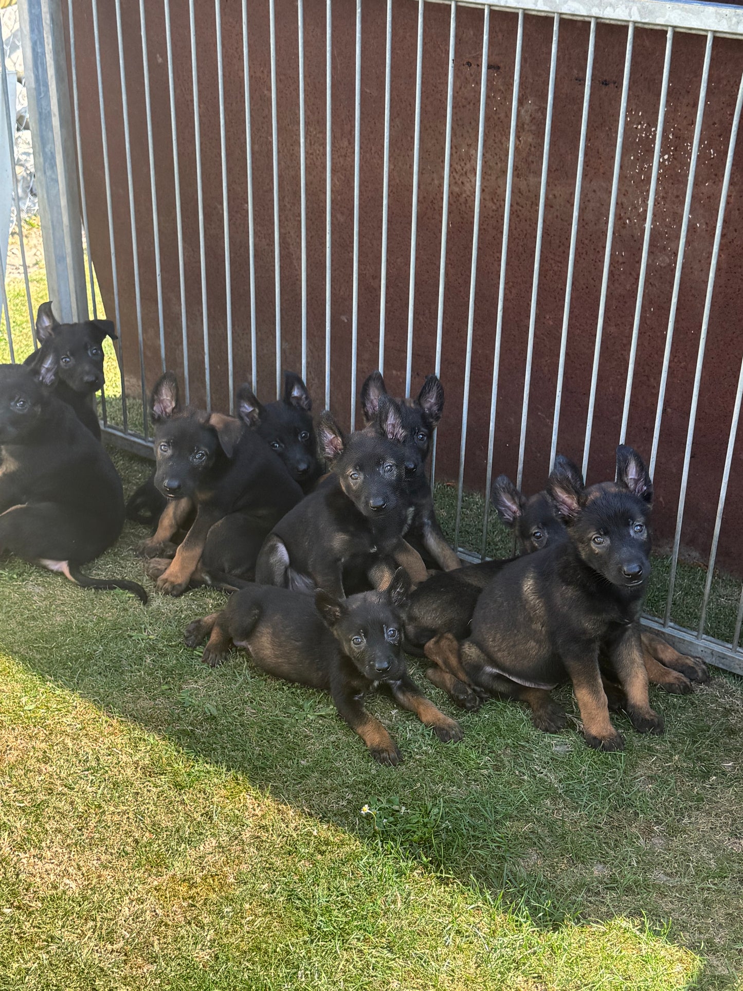 a réserver chiots Berger Belge malinois (3 mâles et 7 femelles) nes le 16 mai 2026