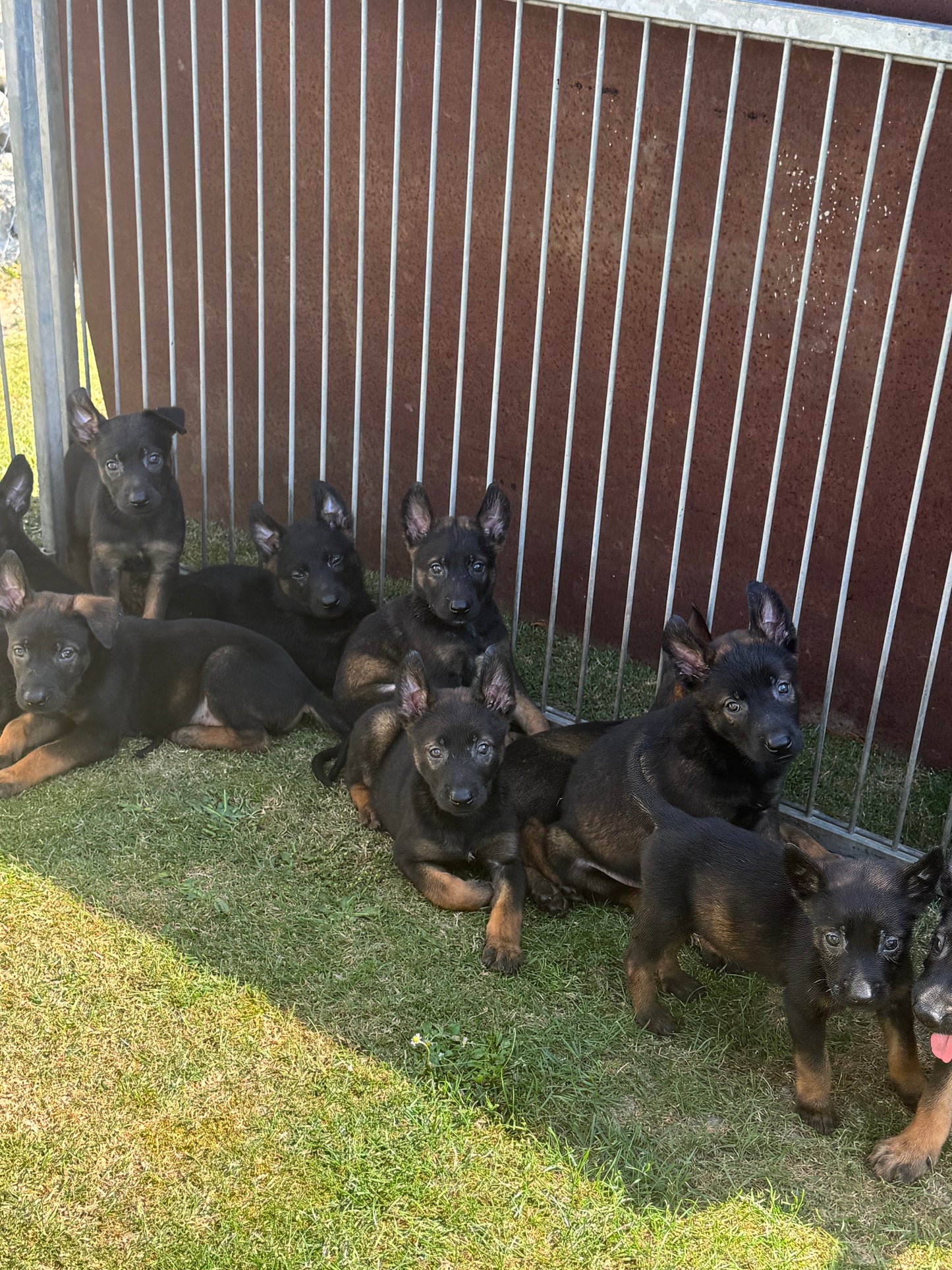 a réserver chiots Berger Belge malinois (3 mâles et 7 femelles) nes le 16 mai 2026