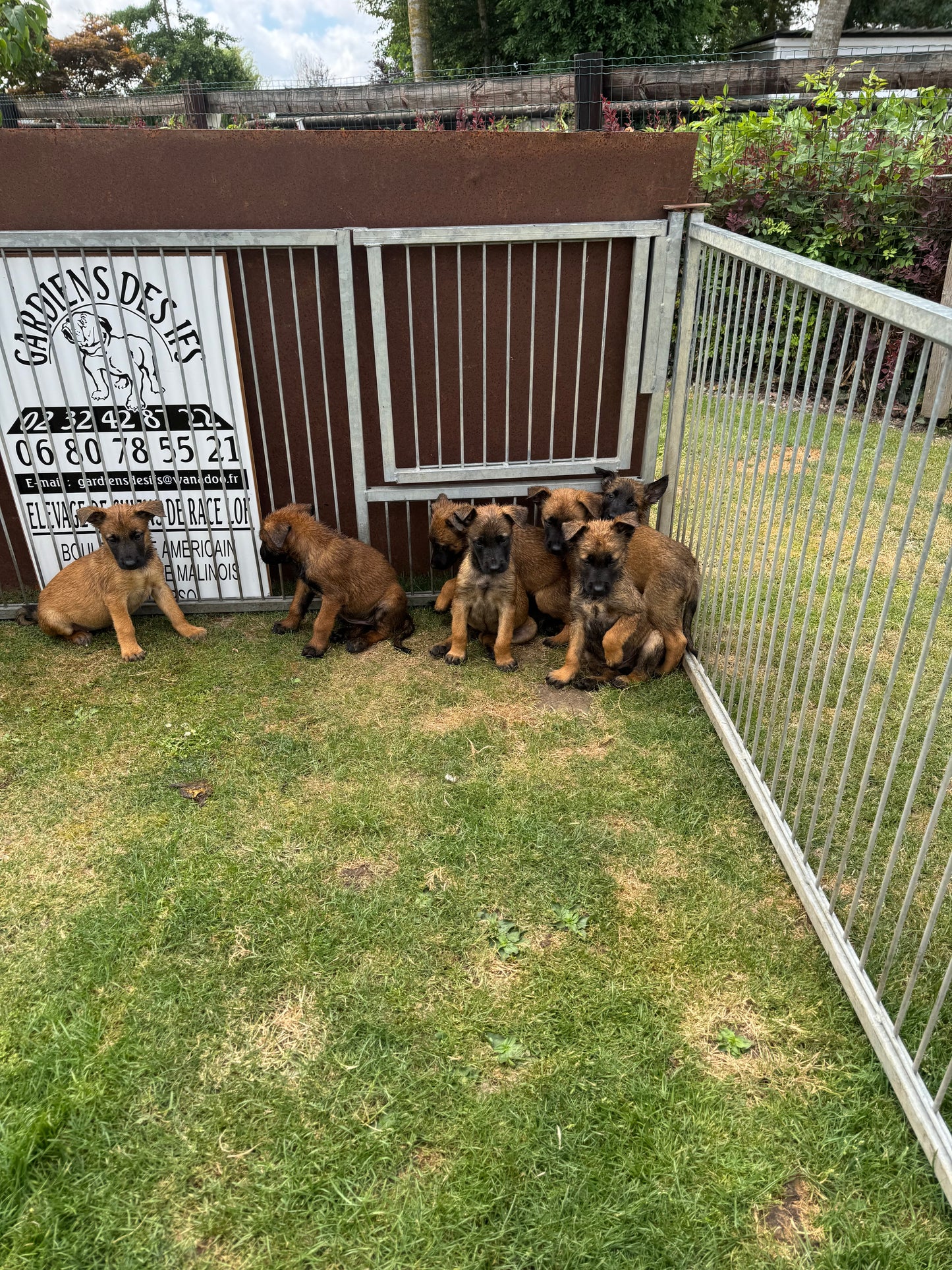 a reserver chiots Berger Belge malinois LOF nes  le 12 05 2026