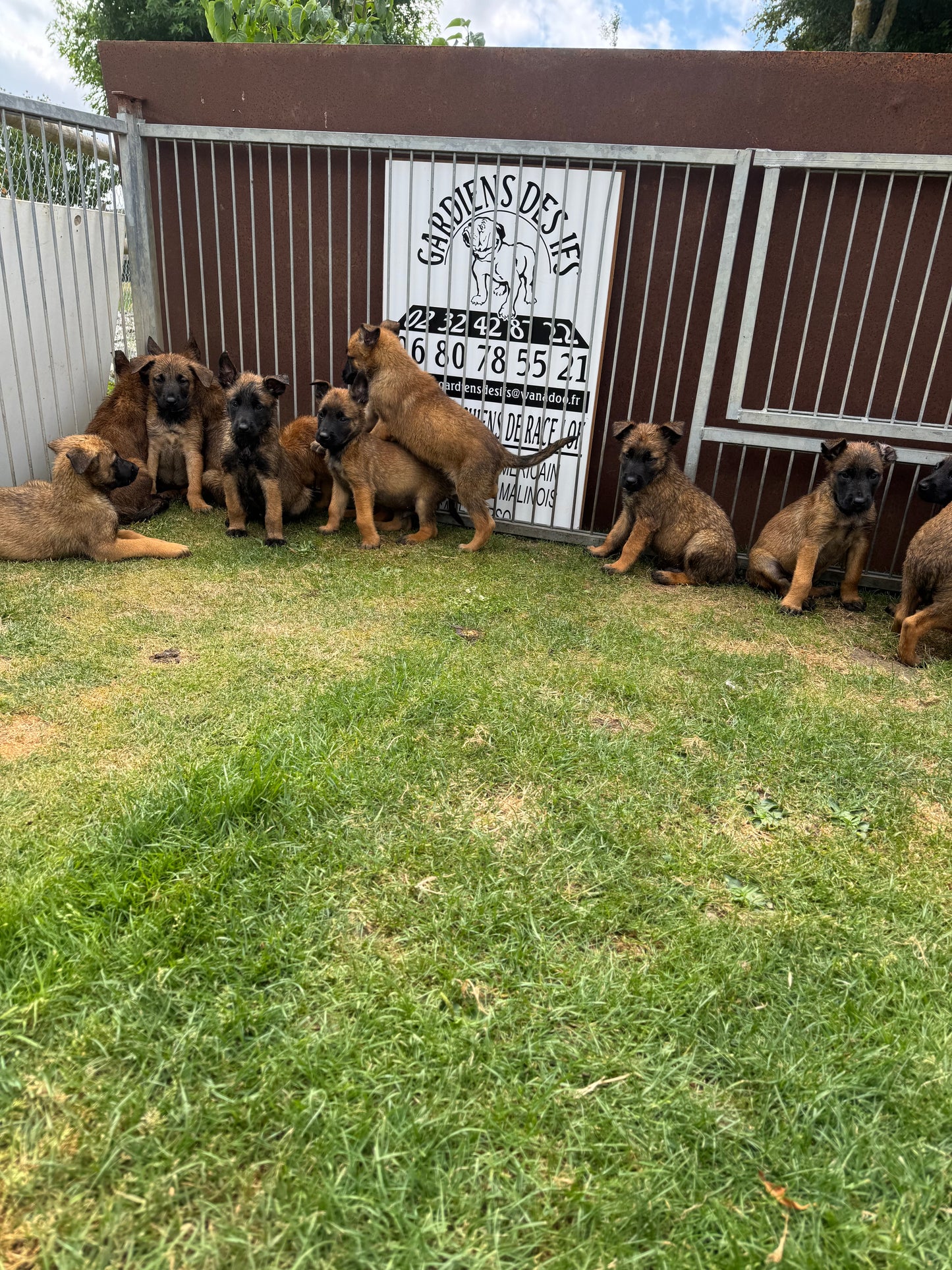 a reserver chiots Berger Belge malinois LOF nes  le 12 05 2026