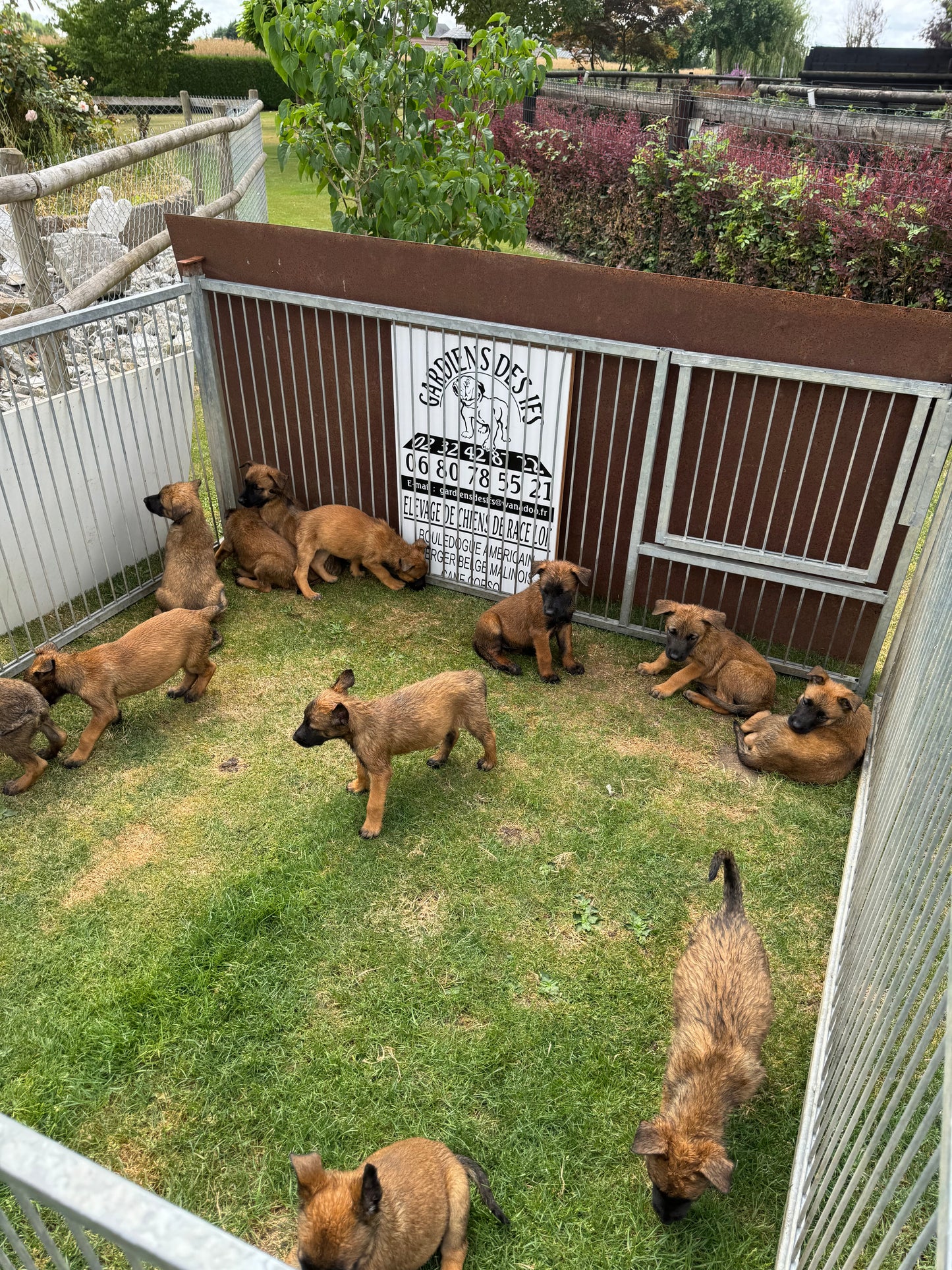 a reserver chiots Berger Belge malinois LOF nes  le 12 05 2026