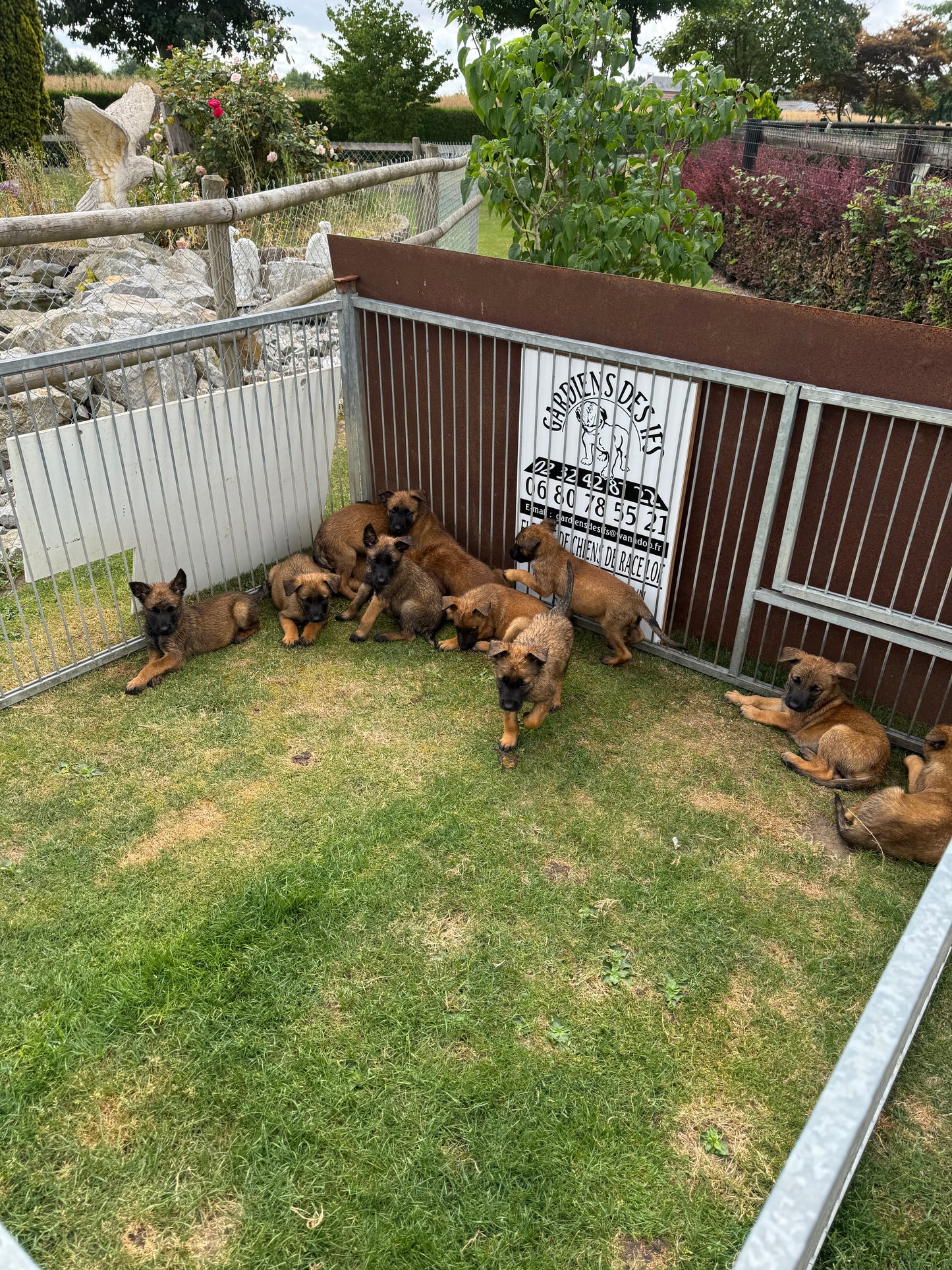 a reserver chiots Berger Belge malinois LOF nes  le 12 05 2026