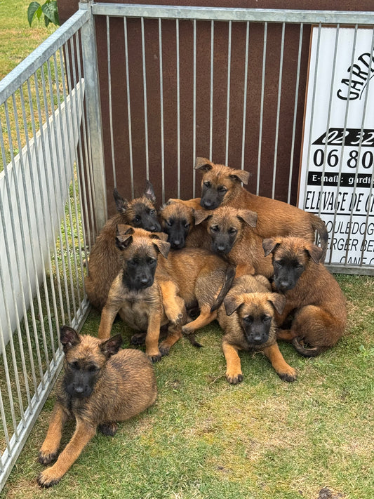 a reserver chiots Berger Belge malinois LOF nes  le 12 05 2026