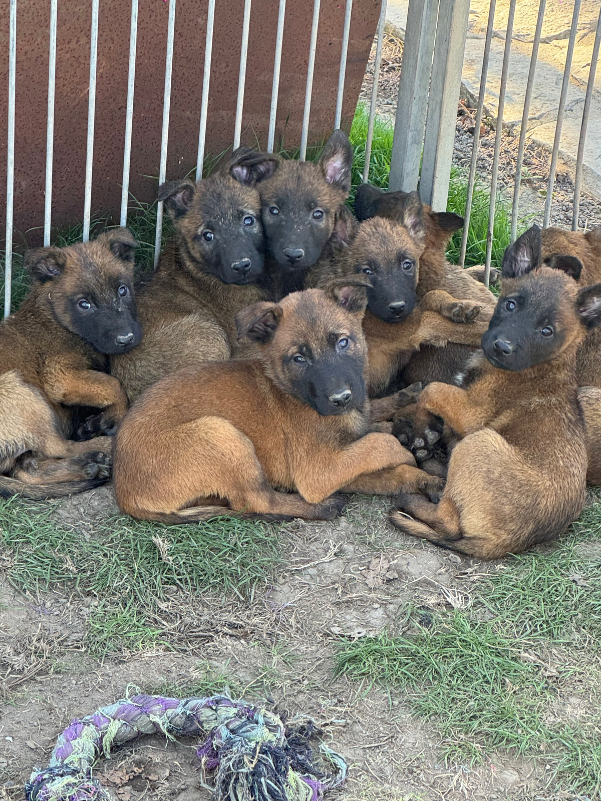 a réserver chiots Berger Belge malinois (4 mâles et 7 femelles) nes le 04 aout 2026