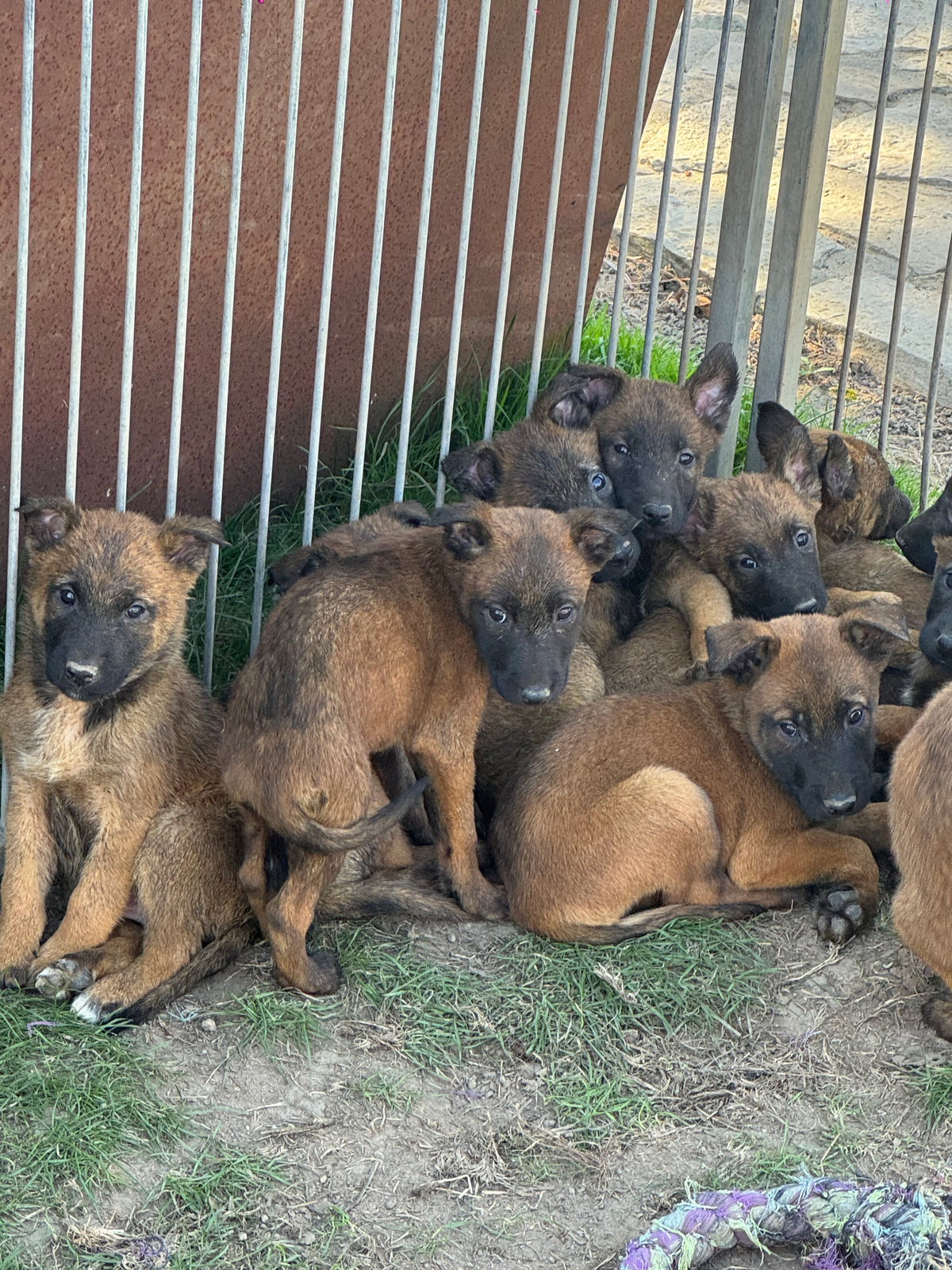 a réserver chiots Berger Belge malinois (4 mâles et 7 femelles) nes le 04 aout 2026