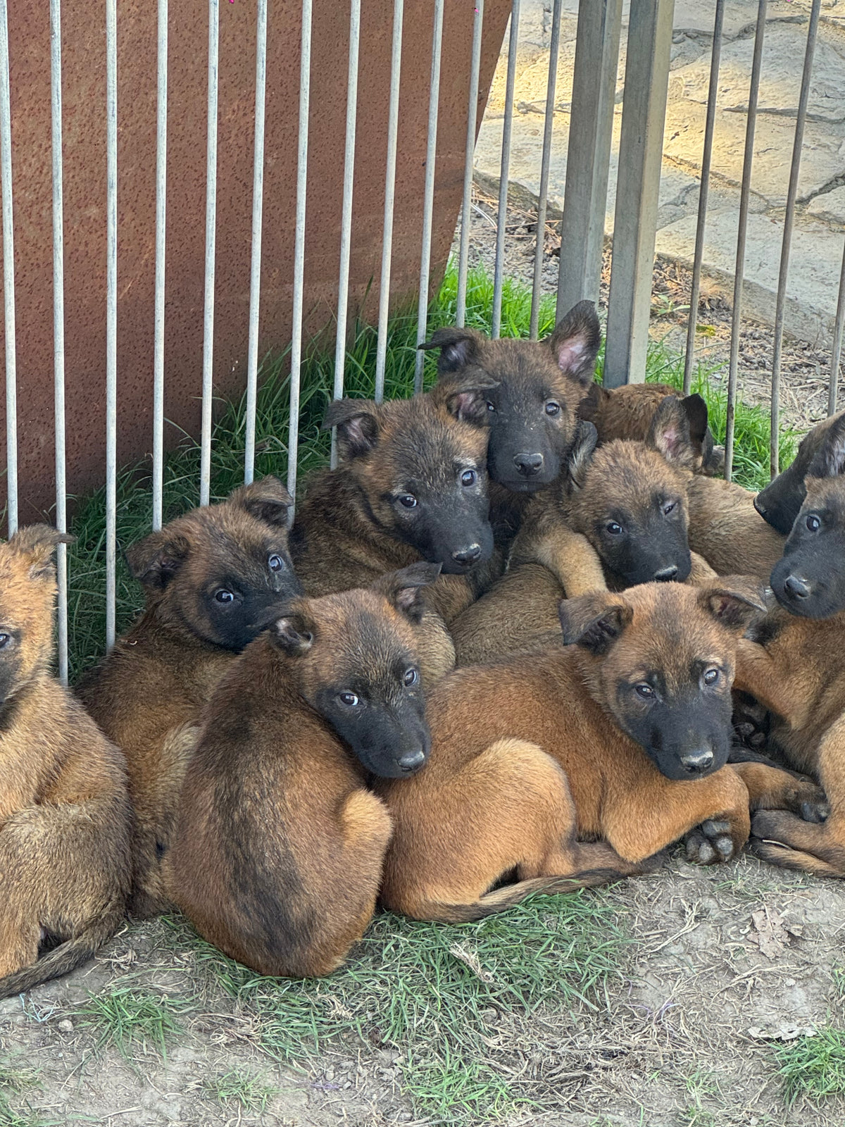 a réserver chiots Berger Belge malinois (4 mâles et 7 femelles) nes le 04 aout 2026