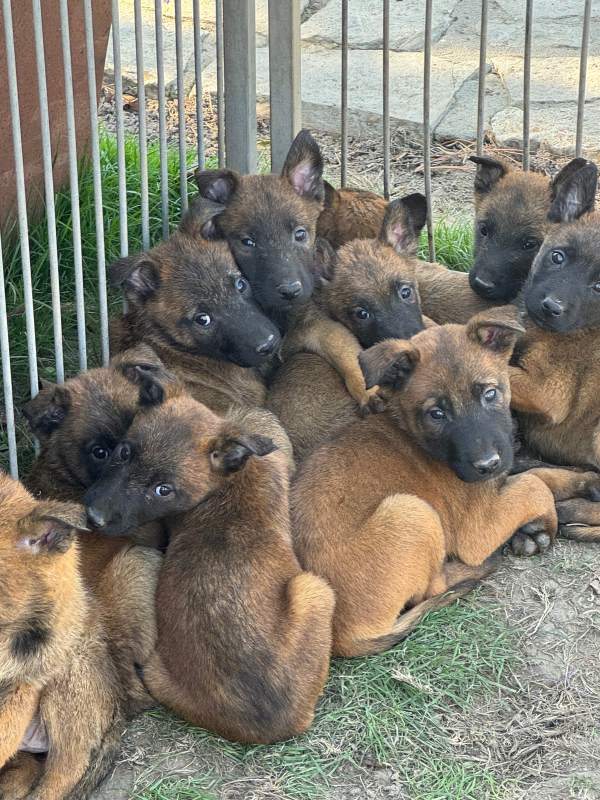 a réserver chiots Berger Belge malinois (4 mâles et 7 femelles) nes le 04 aout 2026