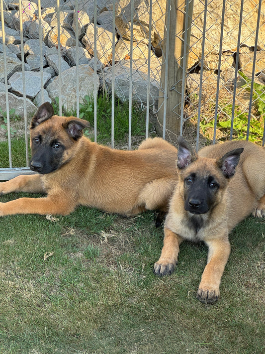 disponible dès maintenant chiots berger belge malinois une femelle et un mâle