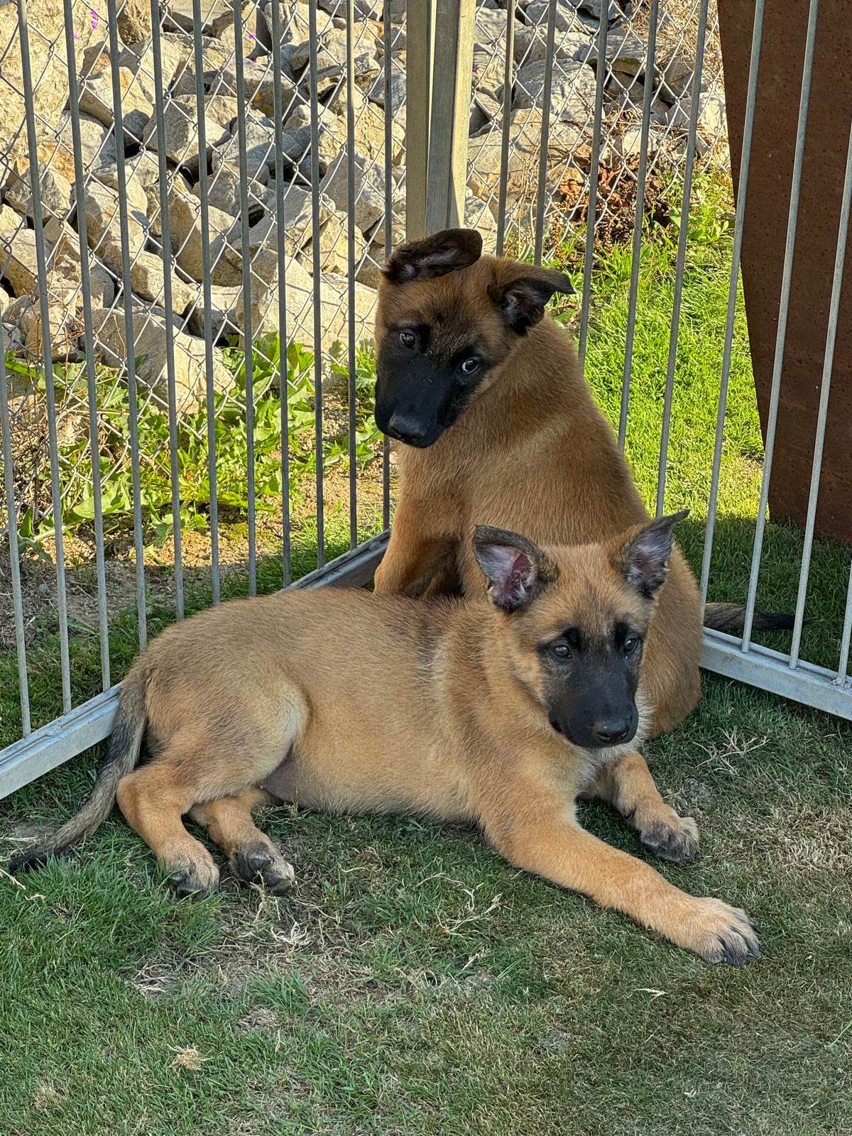 disponible dès maintenant chiots berger belge malinois une femelle et un mâle