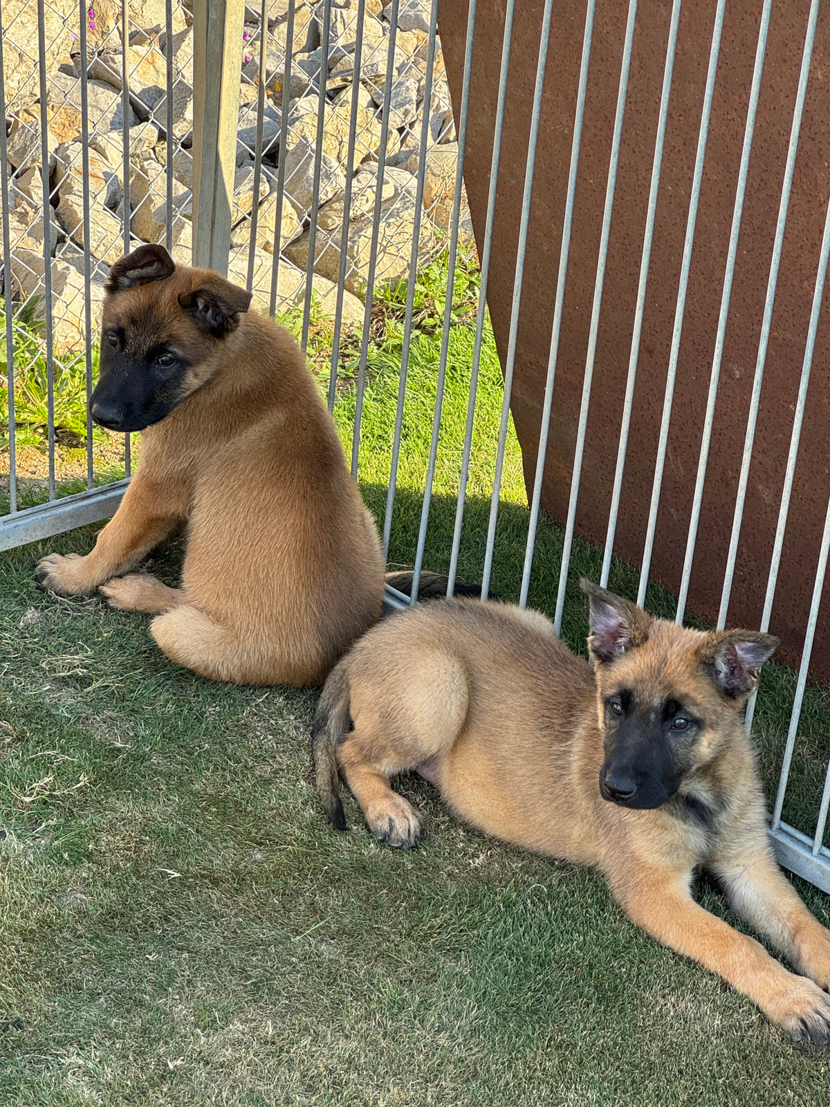 disponible dès maintenant chiots berger belge malinois une femelle et un mâle