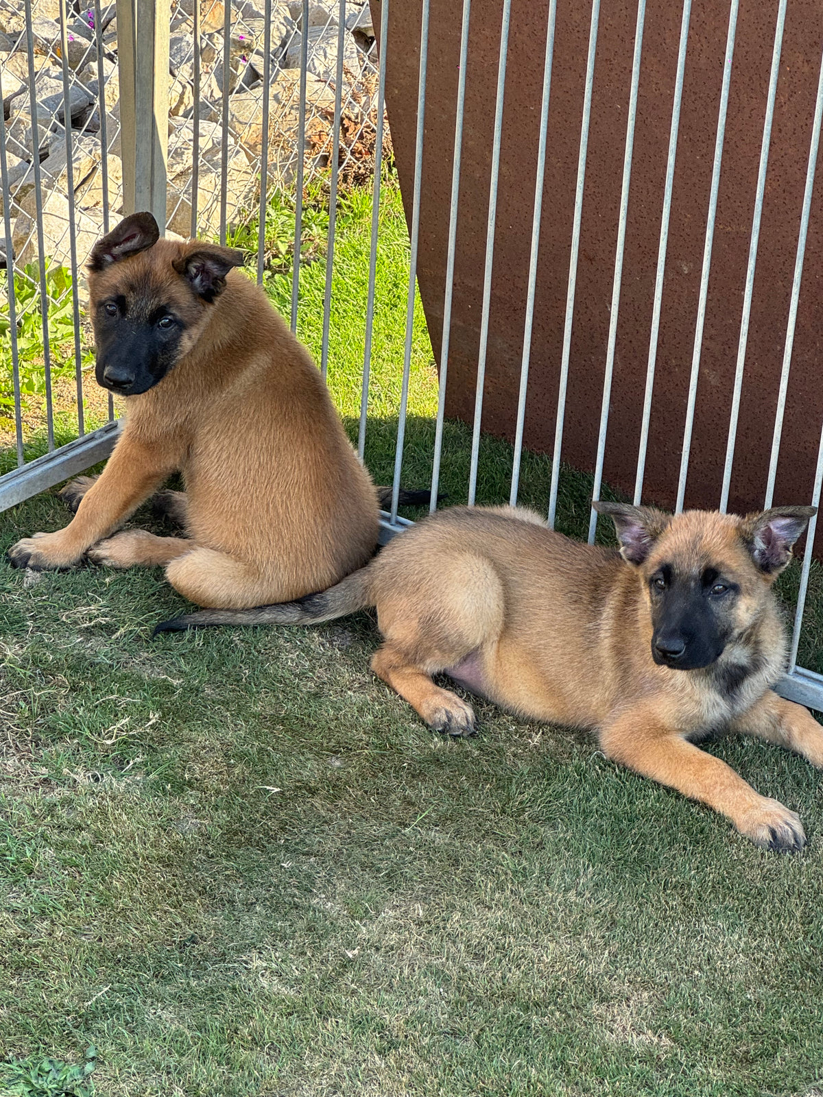 disponible dès maintenant chiots berger belge malinois une femelle et un mâle