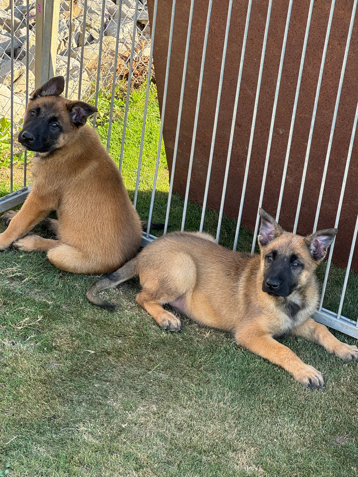 disponible dès maintenant chiots berger belge malinois une femelle et un mâle