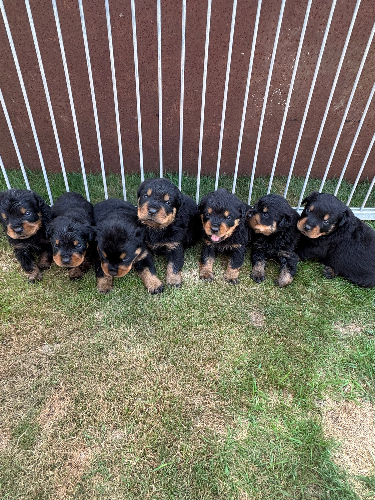 a reserver chiots rottweiler LOF nes  le 03 septembre  2026