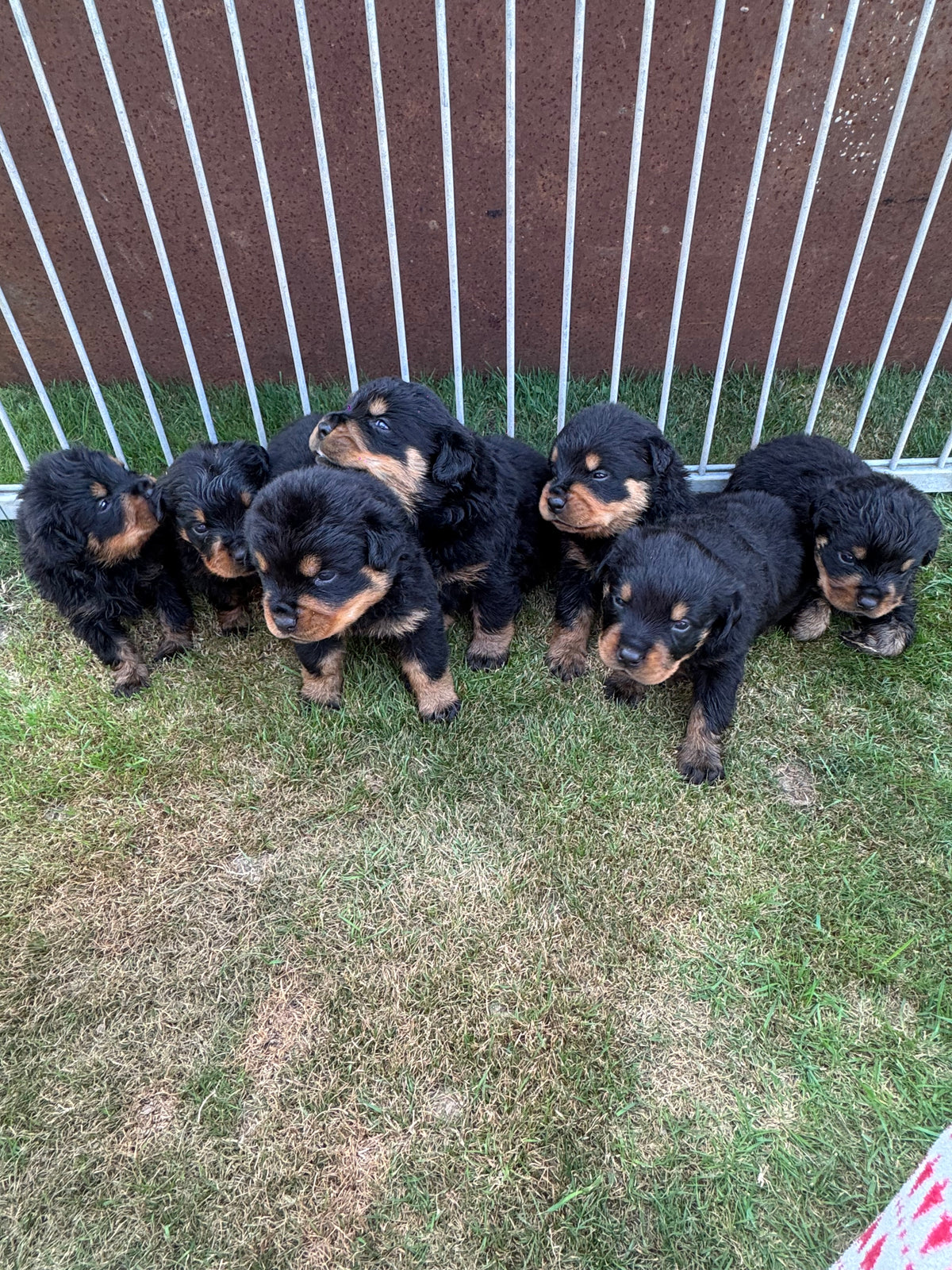 a reserver chiots rottweiler LOF nes  le 03 septembre  2026