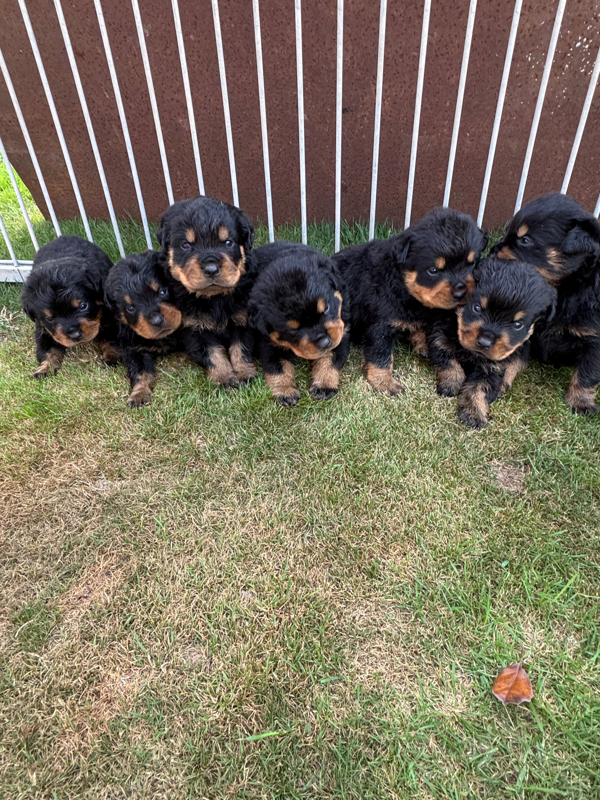 a reserver chiots rottweiler LOF nes  le 03 septembre  2026