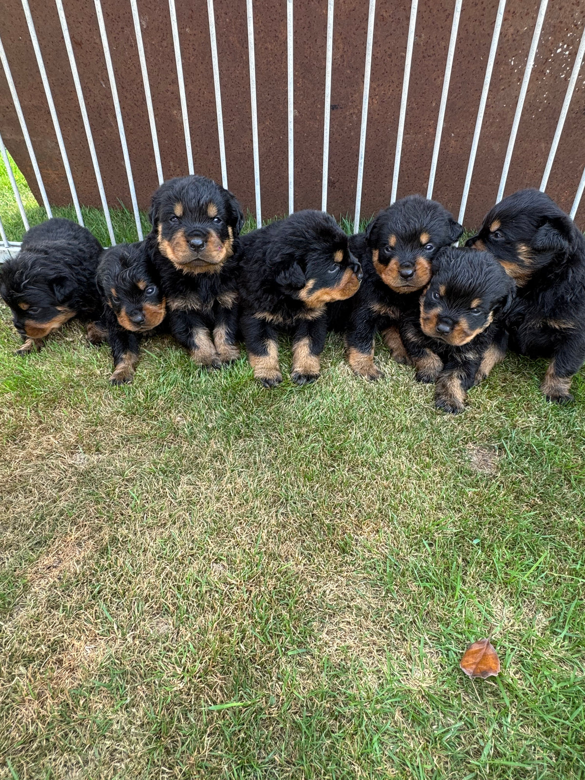 a reserver chiots rottweiler LOF nes  le 03 septembre  2026
