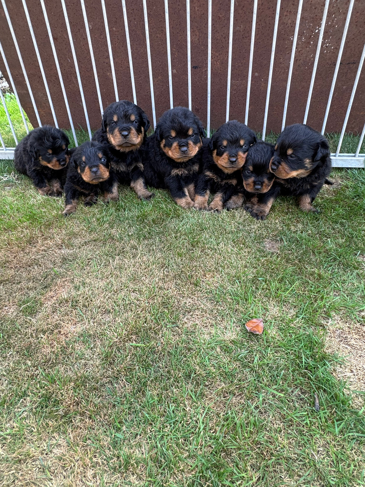 a reserver chiots rottweiler LOF nes  le 03 septembre  2026