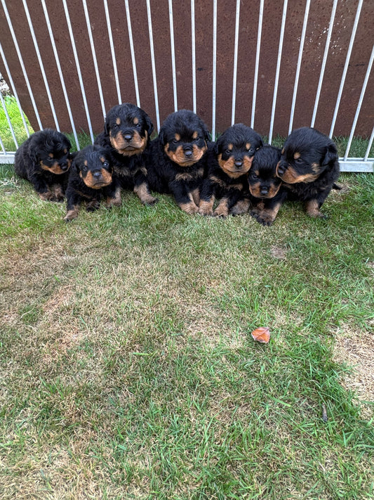 a reserver chiots rottweiler LOF nes  le 03 septembre  2026