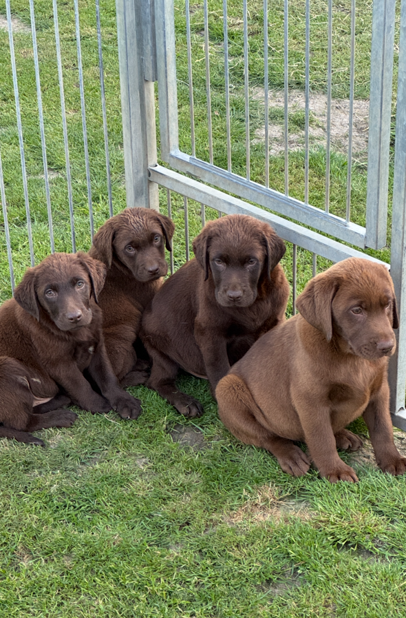 Chiot – Retriever Labrador