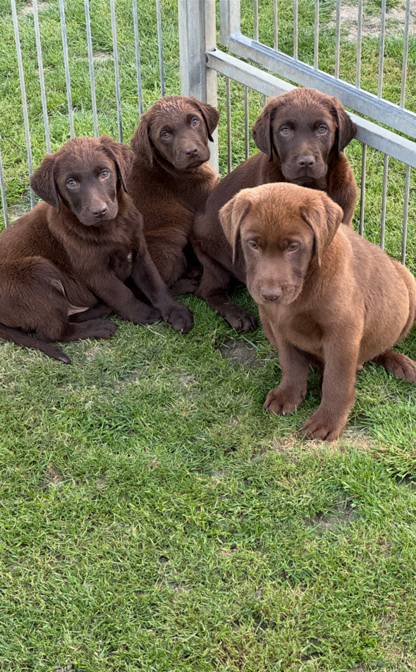 Chiot – Retriever Labrador