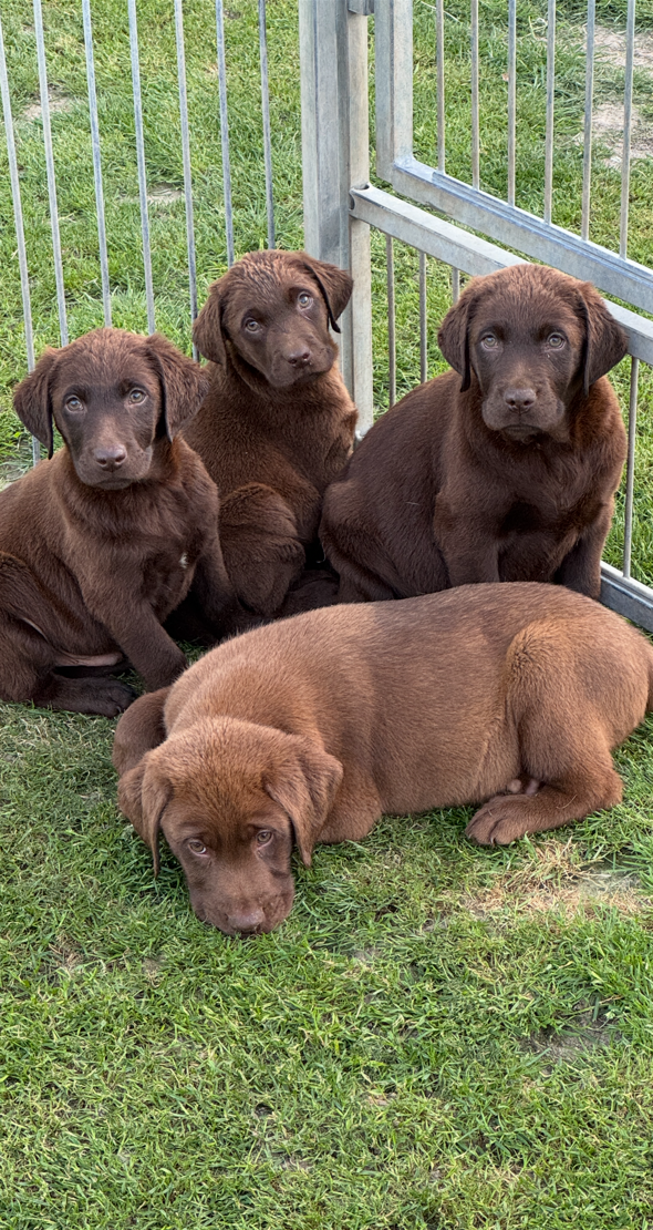 Chiot – Retriever Labrador