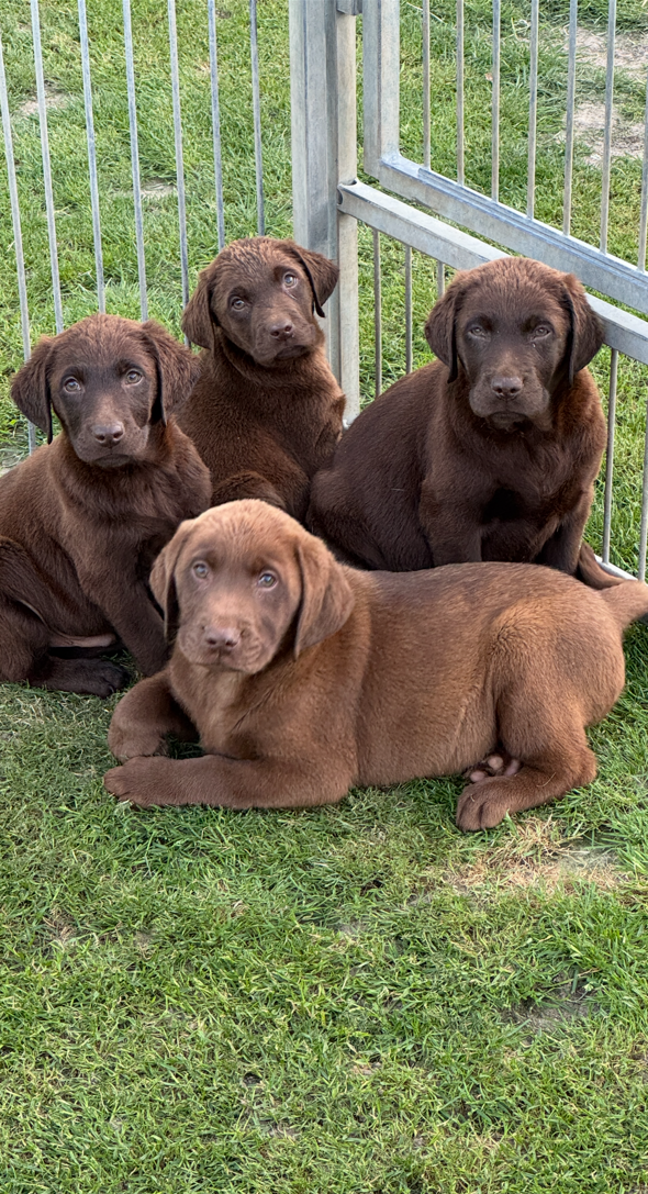 Chiot – Retriever Labrador