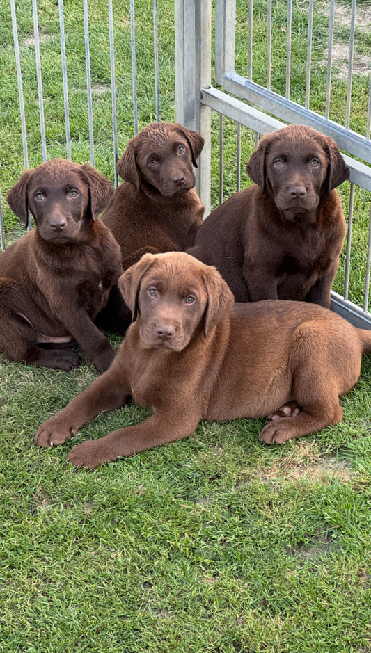 Chiot – Retriever Labrador