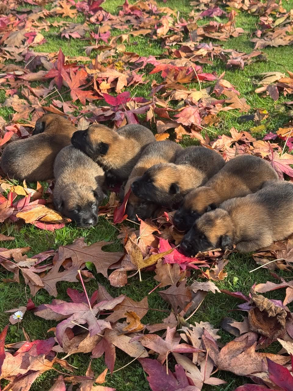 a reserver chiots Berger Belge malinois LOF nes  le 12 05 2026