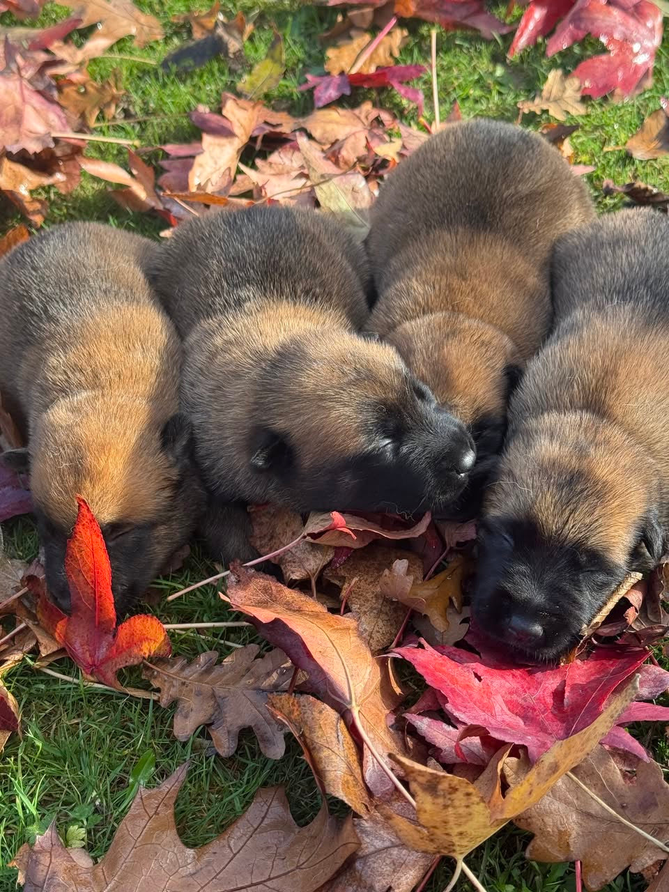 a reserver chiots Berger Belge malinois LOF nes  le 12 05 2026